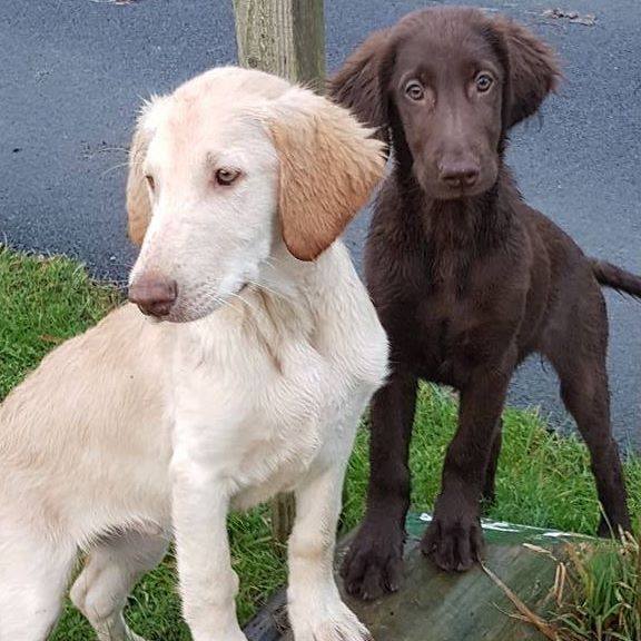 Flat coated hotsell retriever rescue